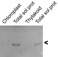 Lysine-tRNA ligase in the group Antibodies Plant/Algal / Plant Developmental Biology / Ion metabolism at Agrisera AB (Antibodies for research) (AS15 2899)